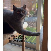 椅子の上の猫