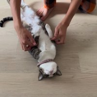 寝転がる猫の前足を持つ家族
