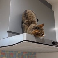 顔を擦り付ける猫