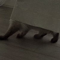 カーテンの下から見えている猫の足