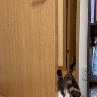 部屋に入ってくる猫