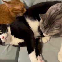 2匹の猫に毛づくろいされる猫