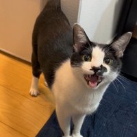 カメラ目線で鳴く猫