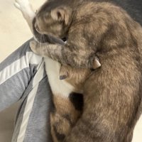 飼い主の膝の上を取り合う2匹の三毛猫