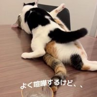あずきちゃんとえのきちゃん