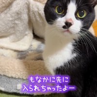 猫用ベッドの前で立ち止まる猫