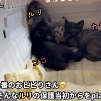 「兄妹で1番のおビビりさん...」のテロップ写真