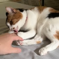 飼い主の指を手で持って舐める猫