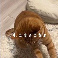 前足を伸ばす猫