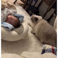 猫と赤ちゃん