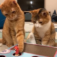 左前足を伸ばすにゃん太くん