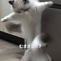 ムササビみたいな猫