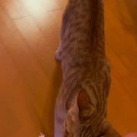 ぬいぐるみを追いかける猫