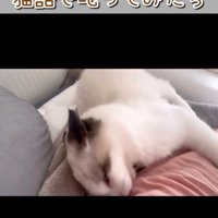 うなる猫