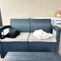 ソファの両端に寝そべる猫たち