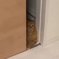 ドアに挟まる猫