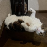 落ちる猫