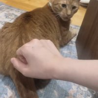 振り向く猫