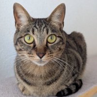 正面を向いているキジトラ猫