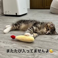 横になる猫