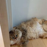 階段下で寝る茶猫