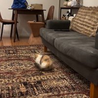 ソファの横に座っている猫