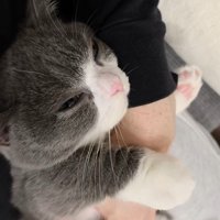 パパの腕にしがみつく猫