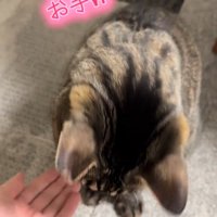 人の手を見る猫