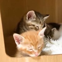 ハウスの中で寝る子猫