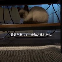 家に入ってきた猫