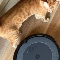 お掃除ロボットが当たっても気にしない茶トラ猫の様子