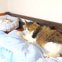 水色の冷感グッズを利用して寛ぐ2匹の猫