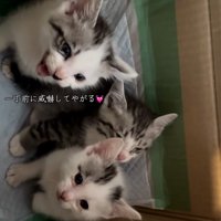 威嚇する猫