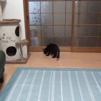 おもちゃをとりにいく猫