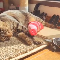 顔を近づける亀