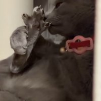 足を嗅ぐ猫