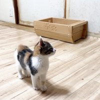 パトロール開始。空中を見つめる三毛さん