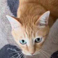 飼い主を見上げる猫