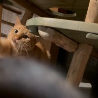 しっぽに手を伸ばす猫さん