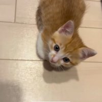 子猫に話しかける飼い主