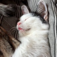 口を閉じる猫
