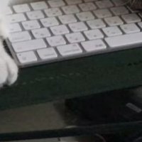 キーボードの上で眠る猫