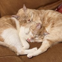 寝ている2匹の猫