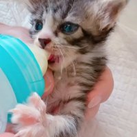 ミルクを飲んでいる子猫