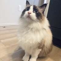 座って見上げる猫