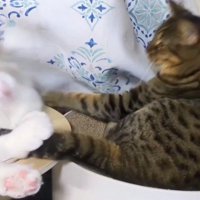 猫パンチをする猫