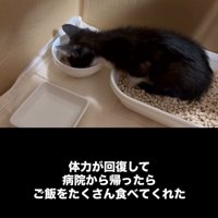 ごはんを食べる子猫