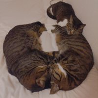 顔を合わせて寝ている2匹の猫と足元にくっつく猫