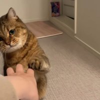 飼い主の手の動きを目で追う猫