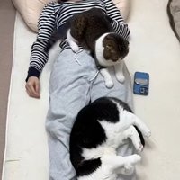 眠っているママの上でくつろいでいる猫